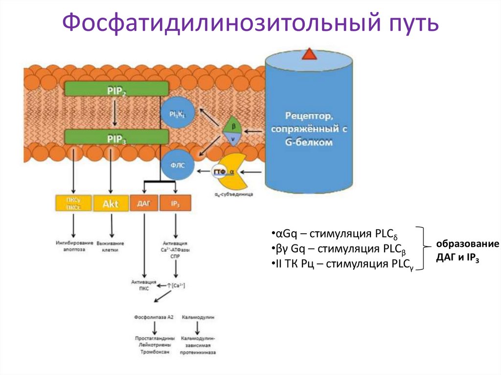Фосфатидилинозитольный путь