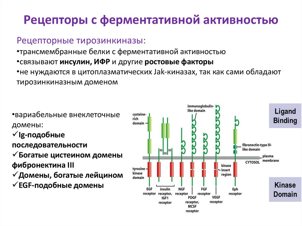 Рецепторы с ферментативной активностью