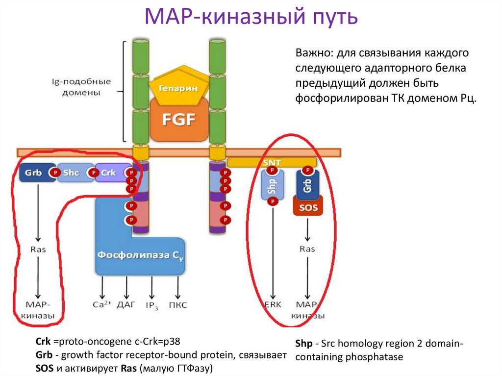 МАР-киназный путь