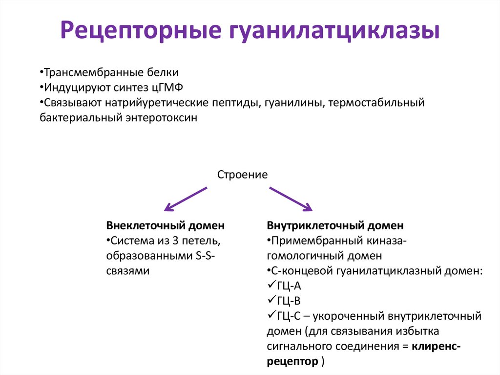 Рецепторные гуанилатциклазы