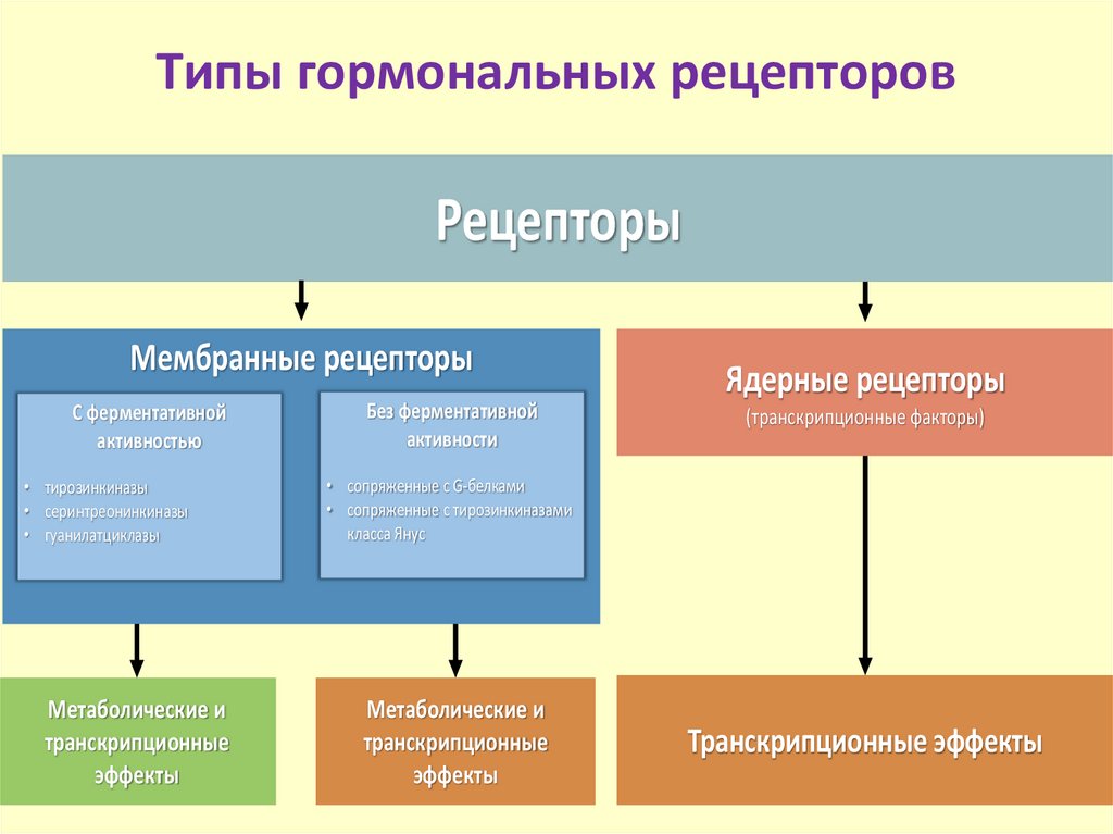 Типы гормональных рецепторов