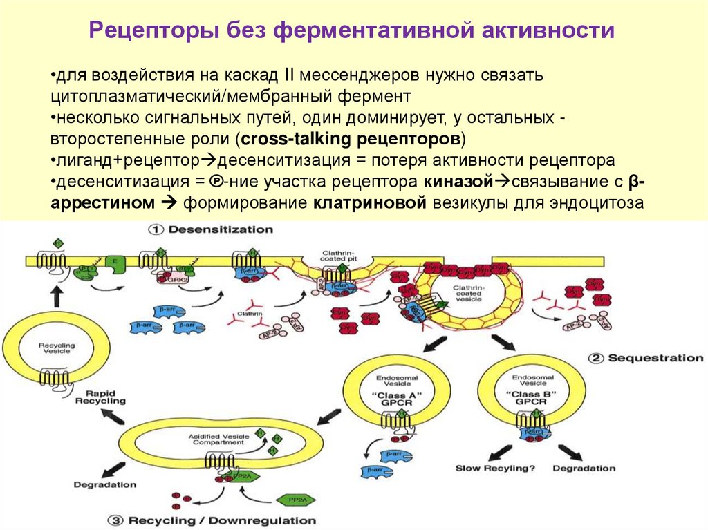 Рецепторы без ферментативной активности