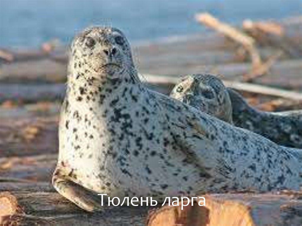 Тюлень ларга