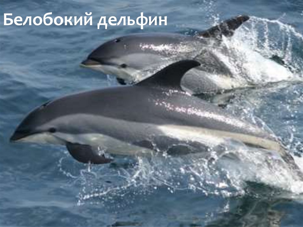 Белобокий дельфин