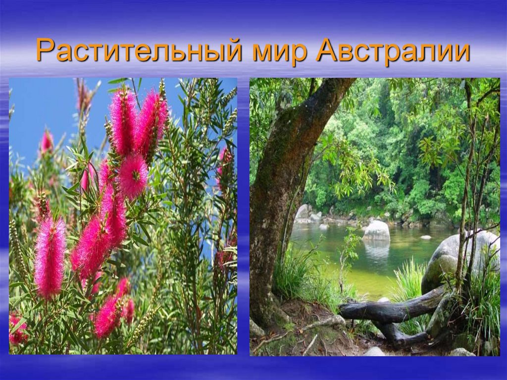 Растительный мир Австралии