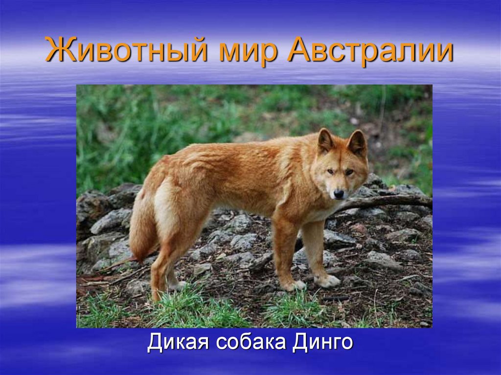 Животный мир Австралии