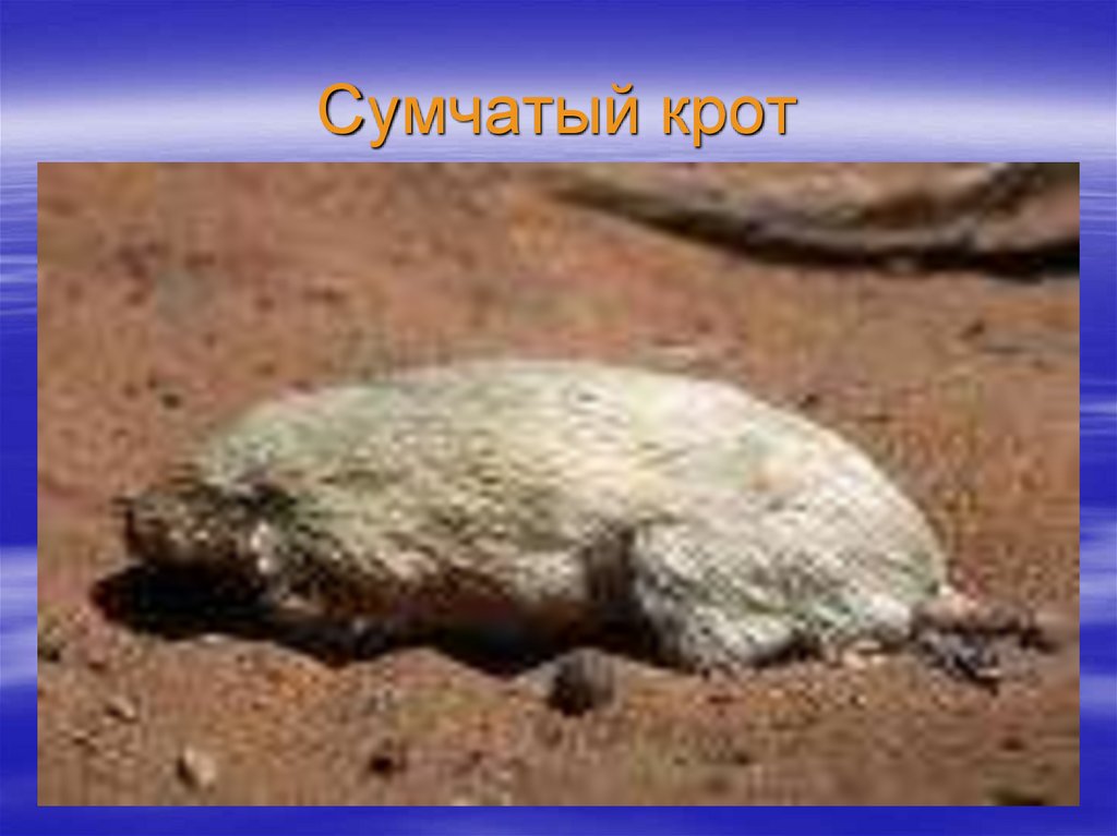 Сумчатый крот