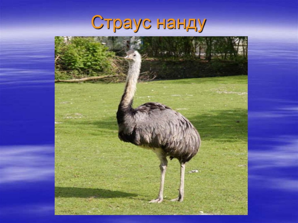 Страус нанду