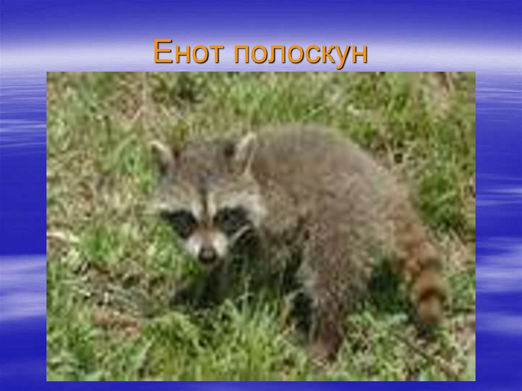 Енот полоскун