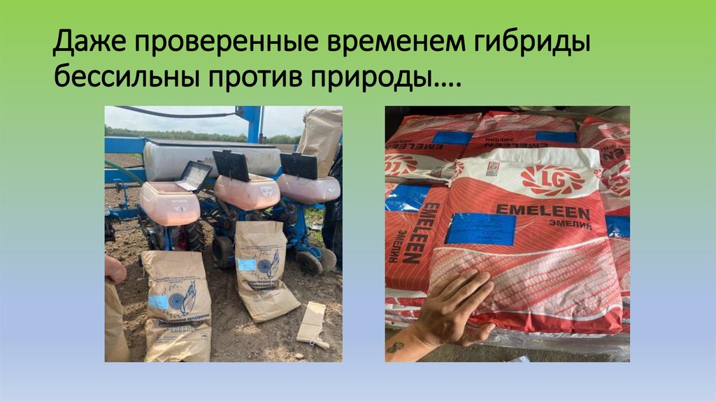 Даже проверенные временем гибриды бессильны против природы….