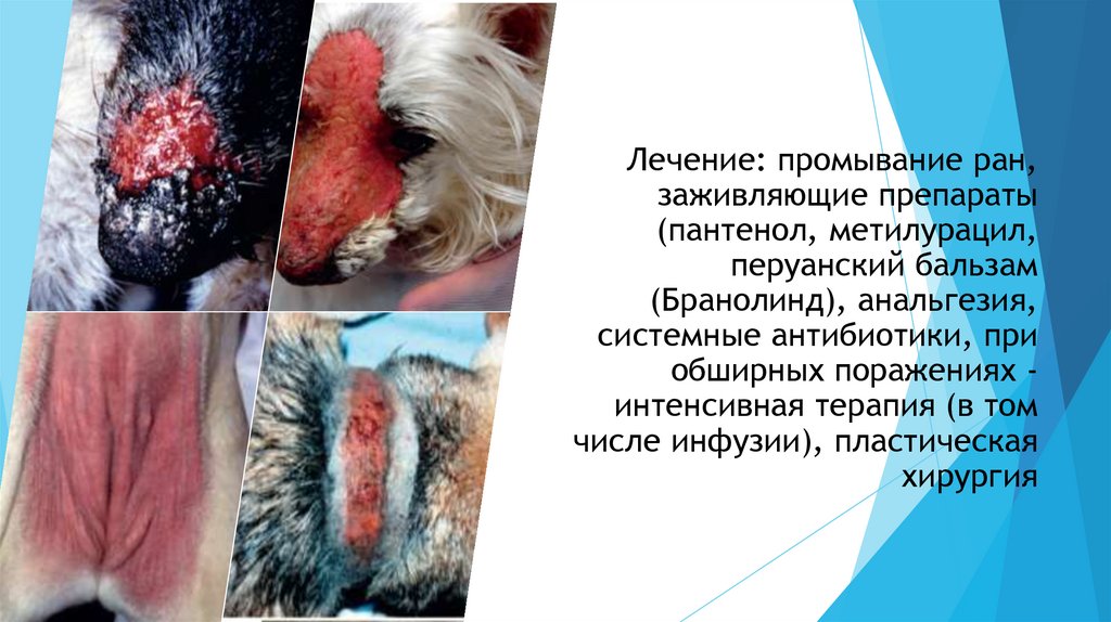 Лечение: промывание ран, заживляющие препараты (пантенол, метилурацил, перуанский бальзам (Бранолинд), анальгезия, системные