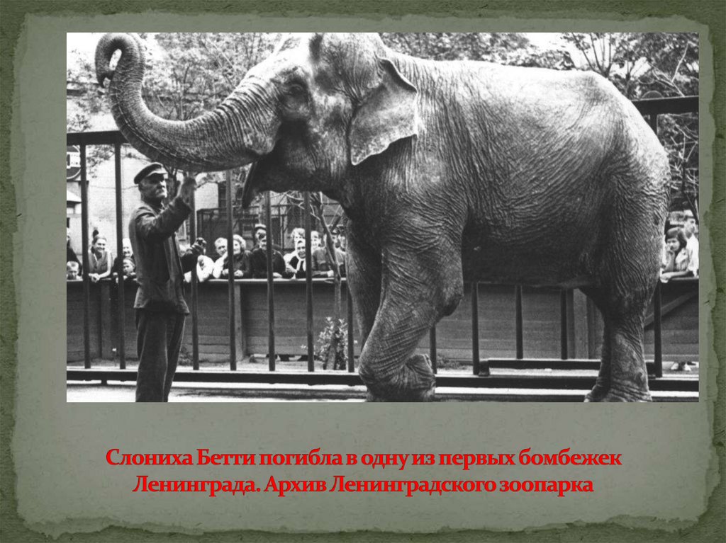 Слониха Бетти погибла в одну из первых бомбежек Ленинграда. Архив Ленинградского зоопарка
