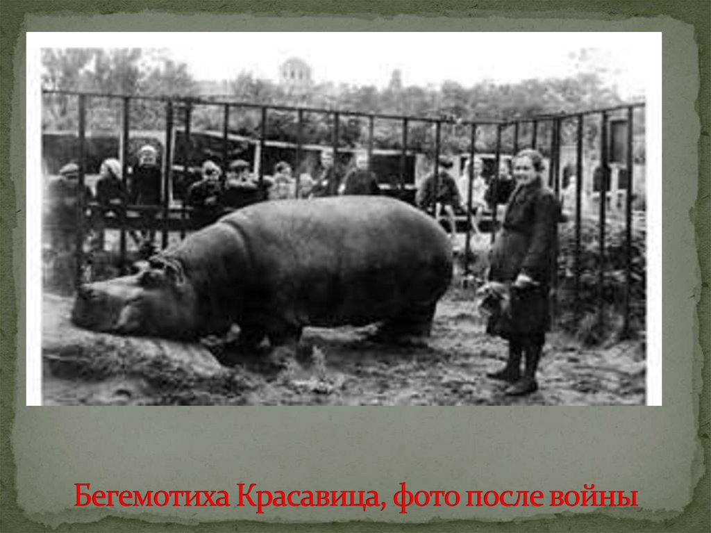 Бегемотиха Красавица, фото после войны