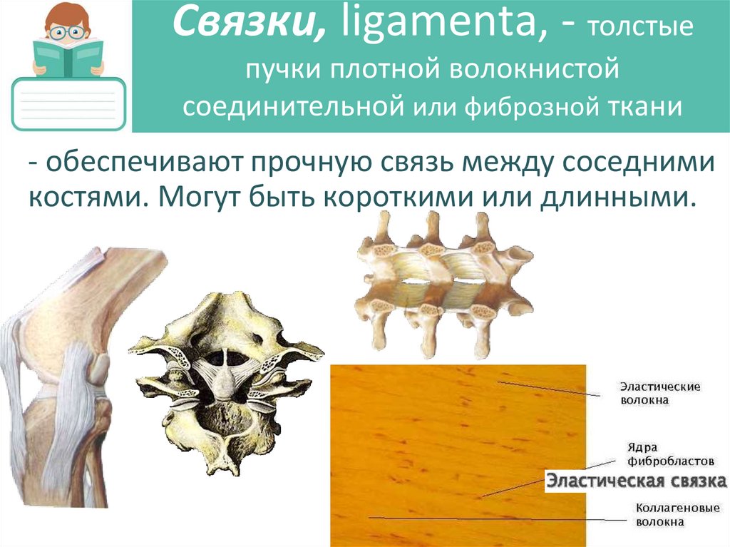Связки, ligamenta, - толстые пучки плотной волокнистой соединительной или фиброзной ткани