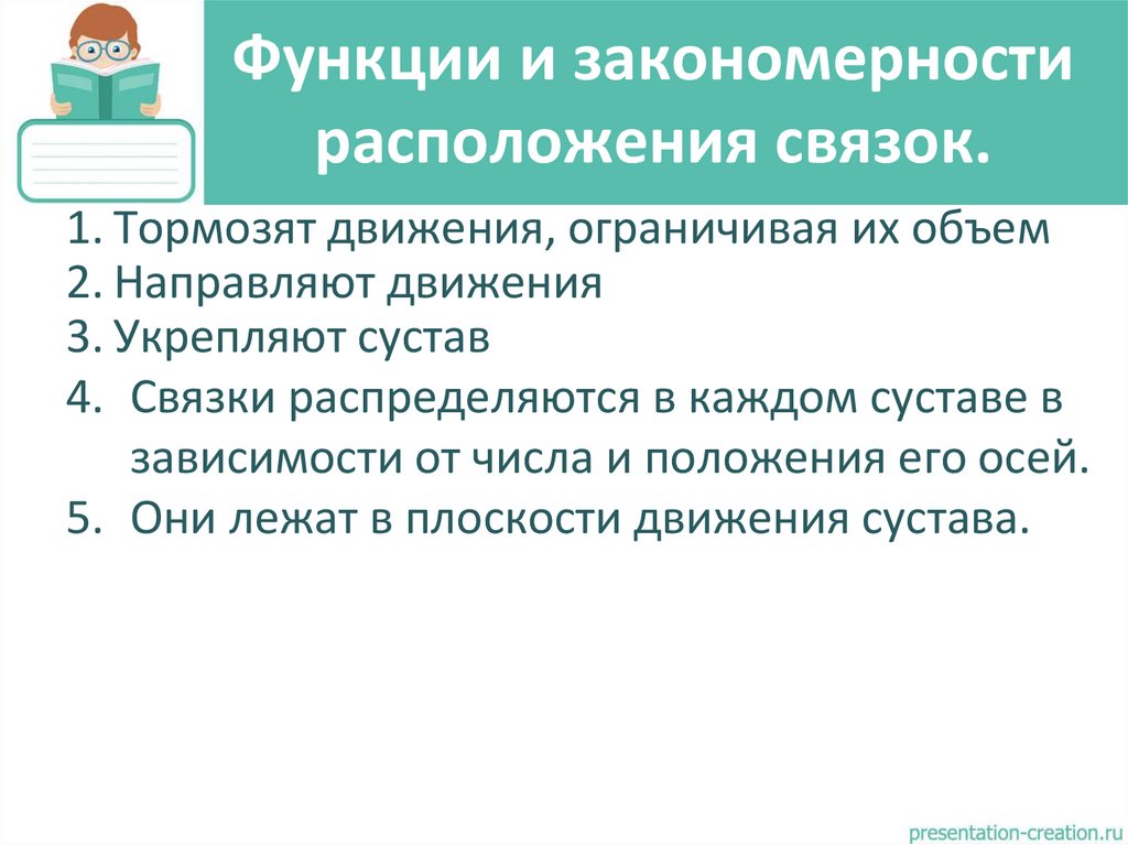 Функции и закономерности расположения связок.