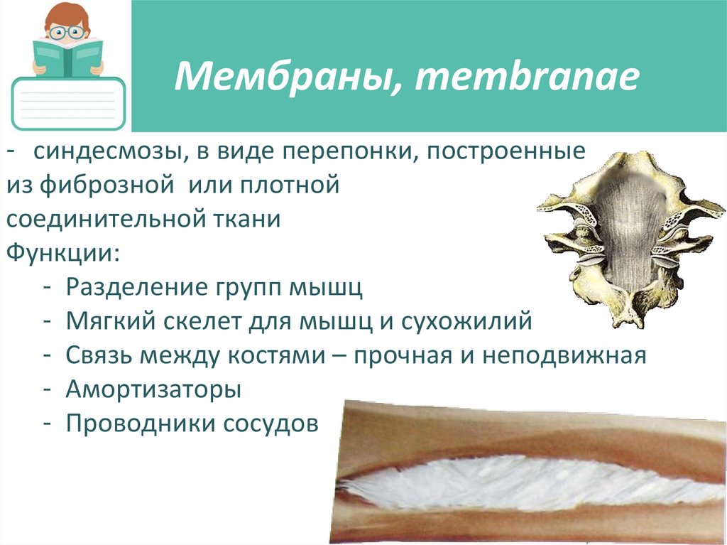 Мембраны, membranae