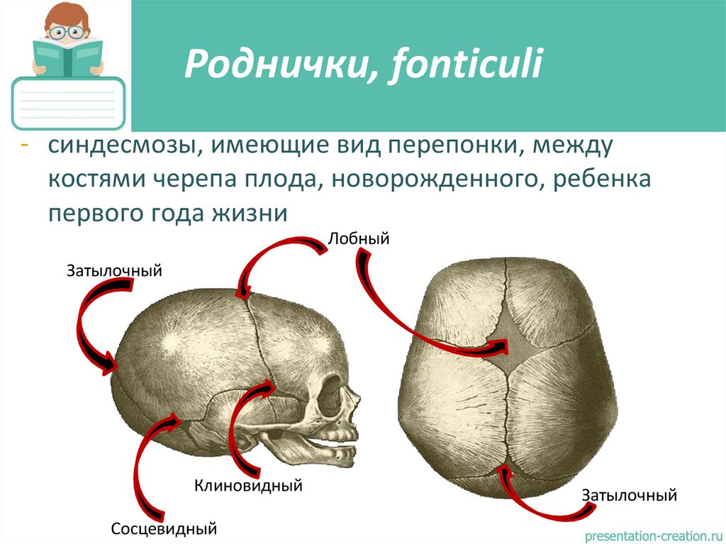 Роднички, fonticuli