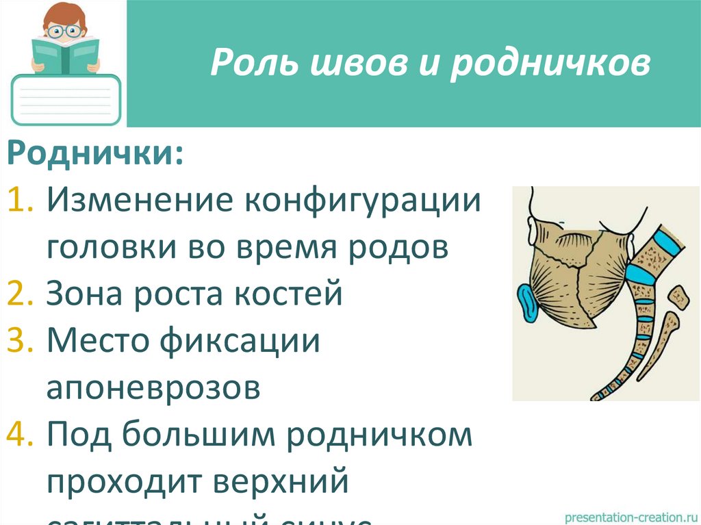 Роль швов и родничков