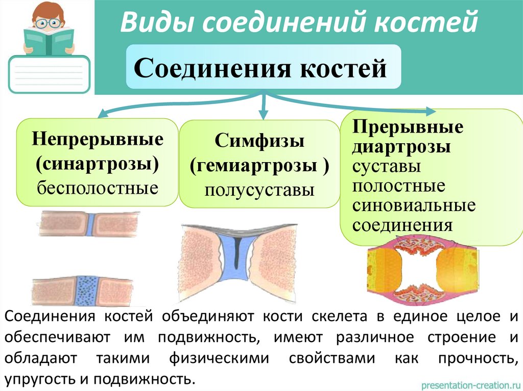 Виды соединений костей