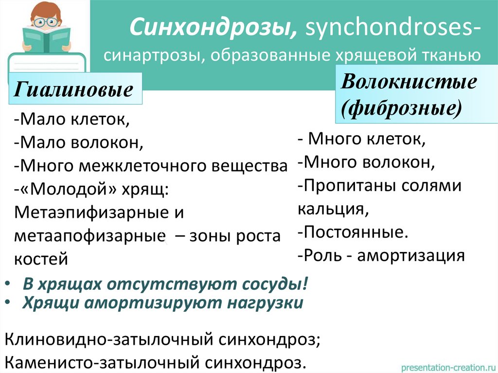 Синхондрозы, synchondroses- синартрозы, образованные хрящевой тканью