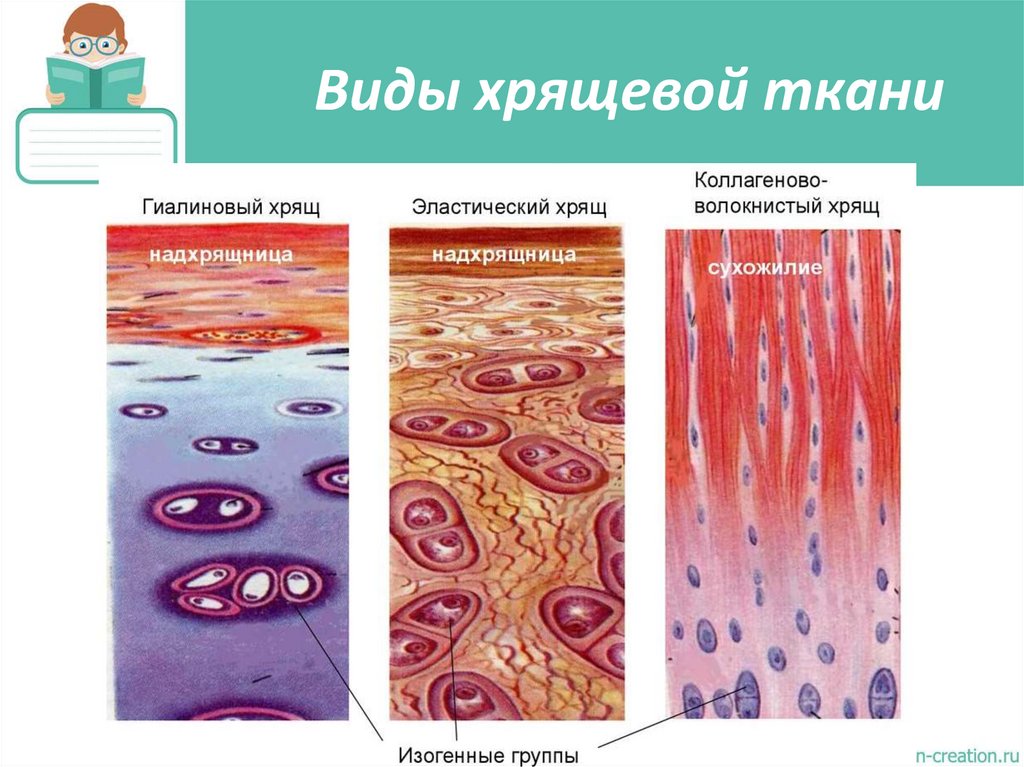 Виды хрящевой ткани