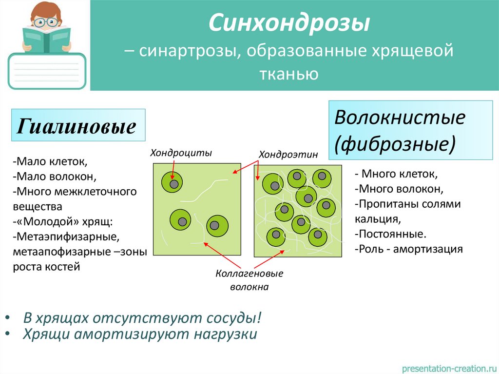 Синхондрозы – синартрозы, образованные хрящевой тканью