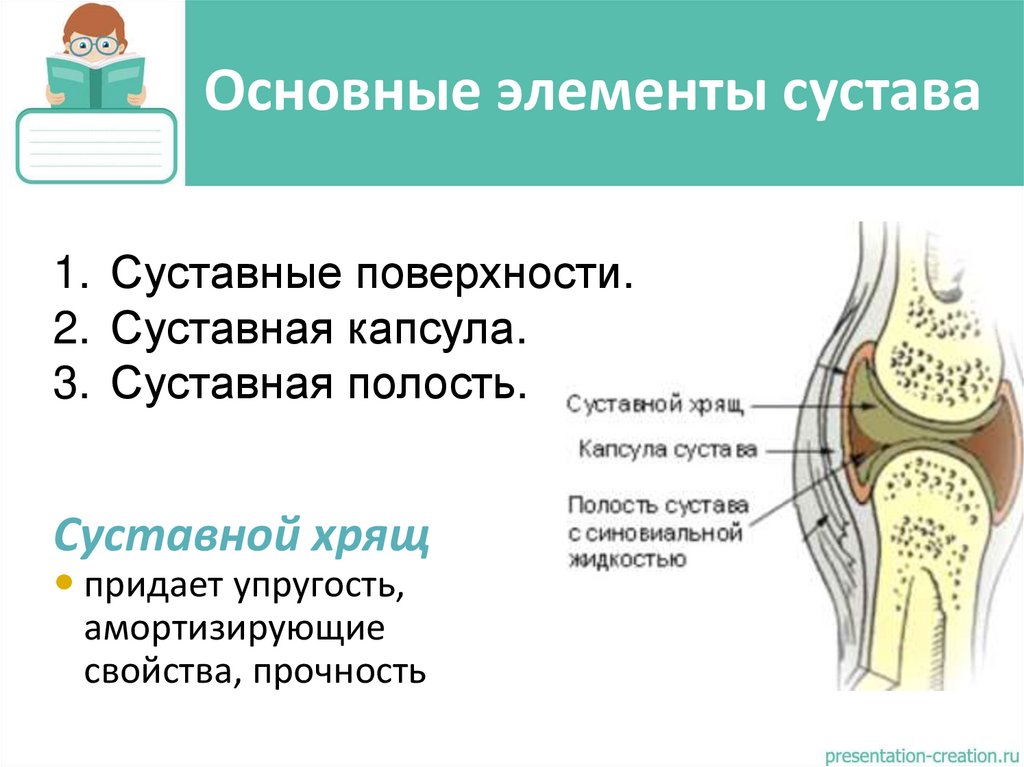 Основные элементы сустава