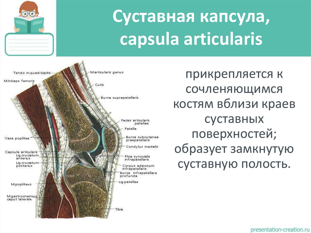 Суставная капсула, capsula articulаris