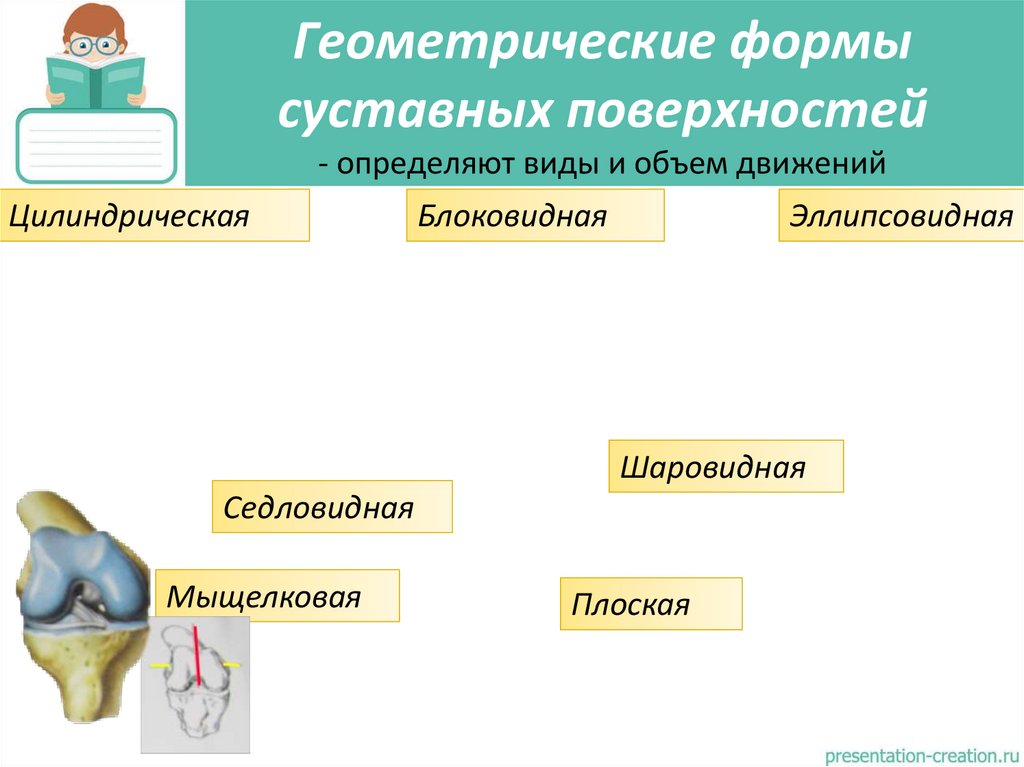 Геометрические формы суставных поверхностей - определяют виды и объем движений