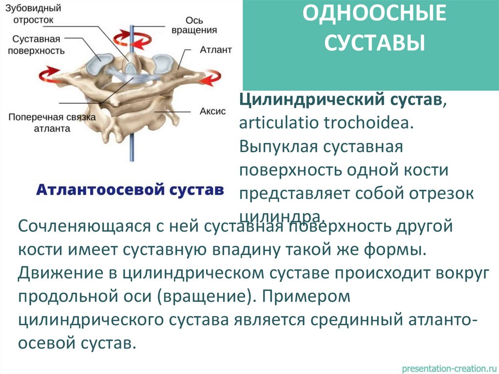 ОДНООСНЫЕ СУСТАВЫ