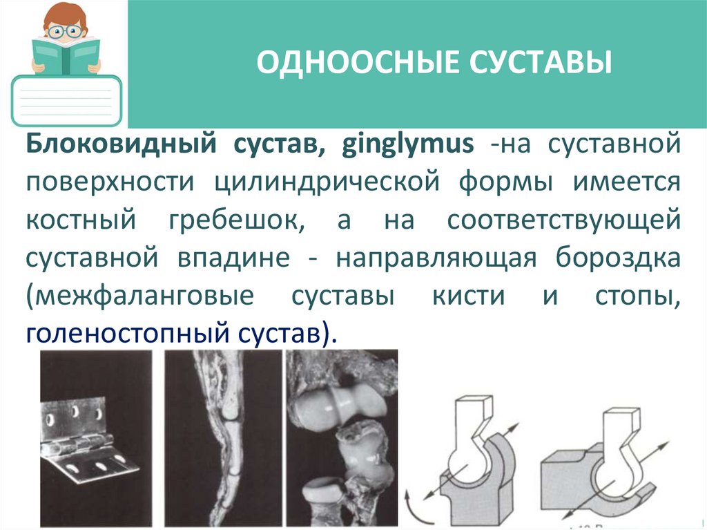 ОДНООСНЫЕ СУСТАВЫ