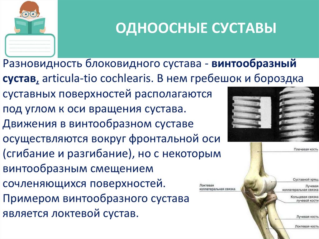 ОДНООСНЫЕ СУСТАВЫ