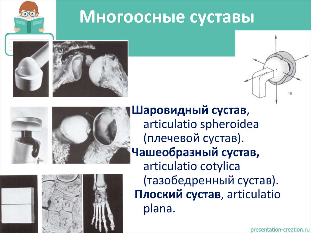 Многоосные суставы