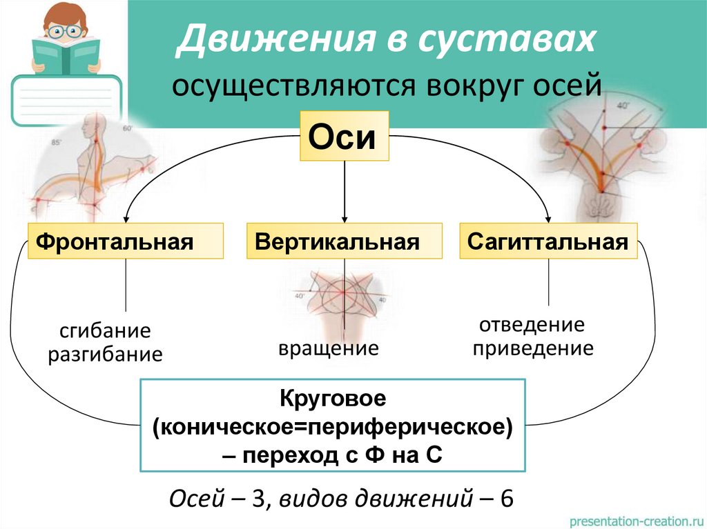 Движения в суставах осуществляются вокруг осей