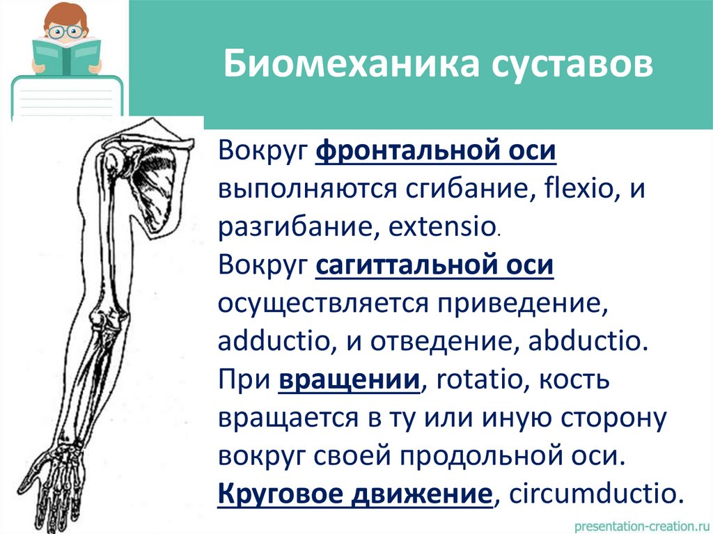 Биомеханика суставов