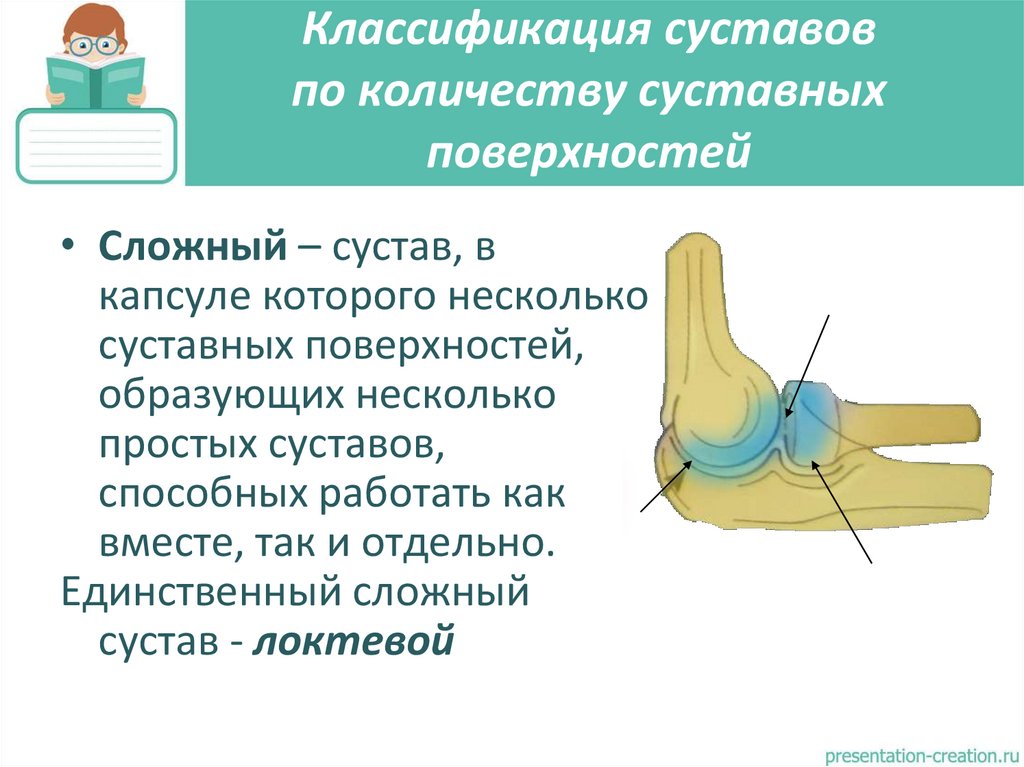 Классификация суставов по количеству суставных поверхностей