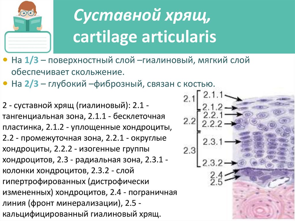 Суставной хрящ, cartilage articularis