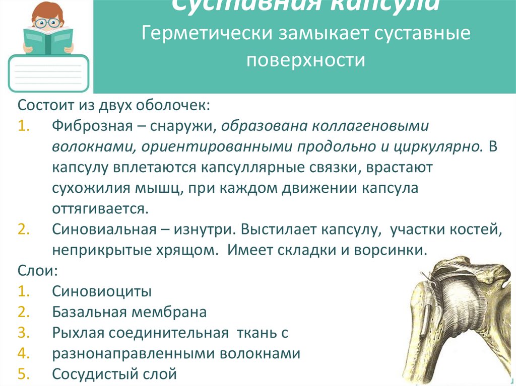 Суставная капсула Герметически замыкает суставные поверхности