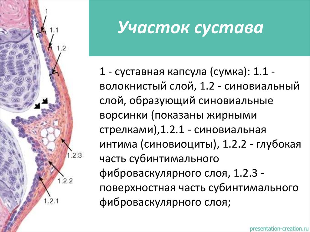 Участок сустава