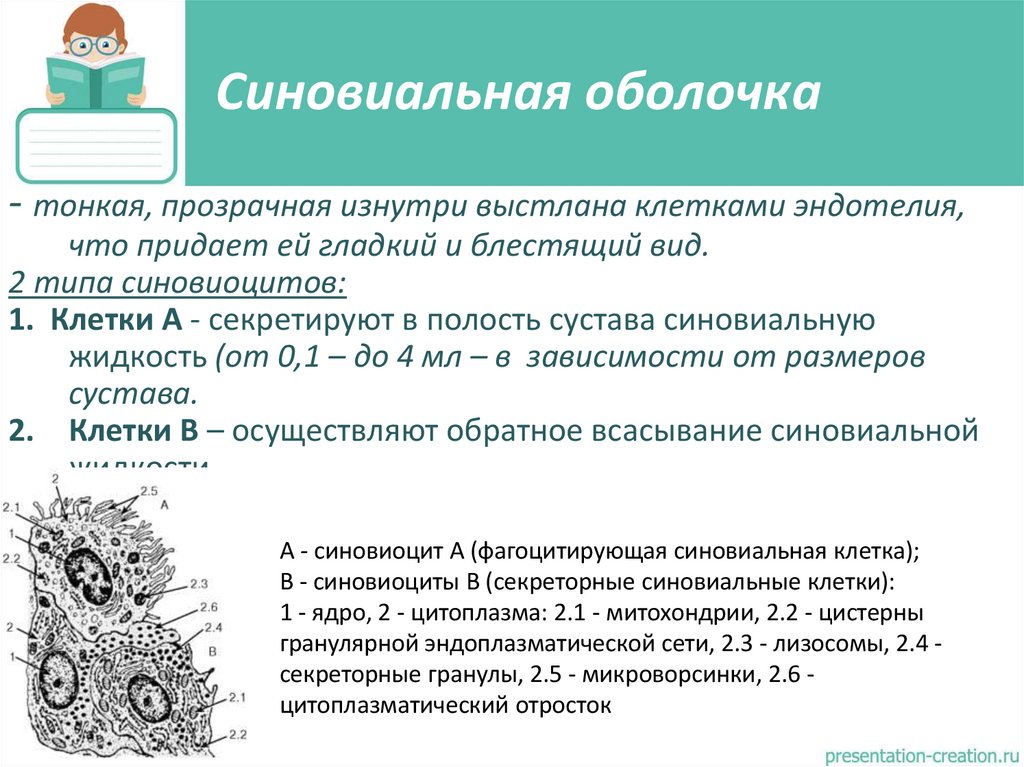 Синовиальная оболочка