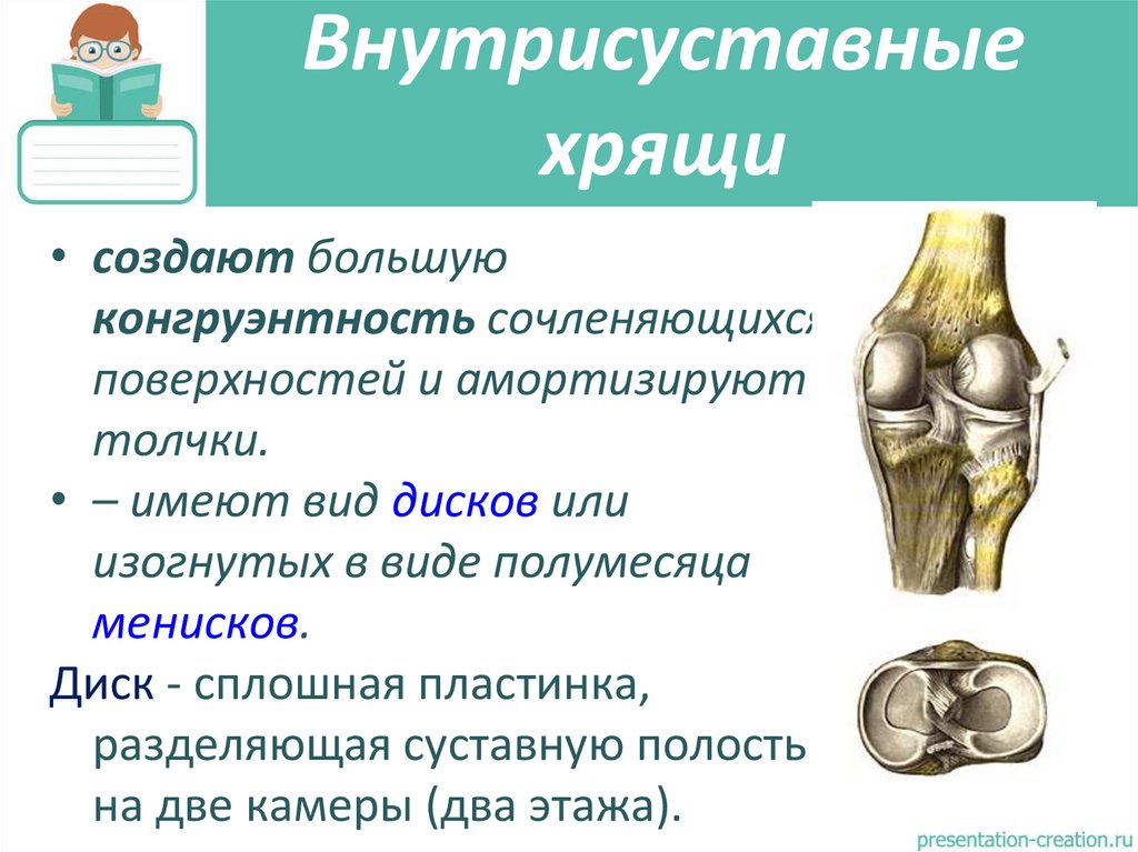 Внутрисуставные хрящи