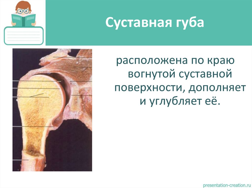 Суставная губа