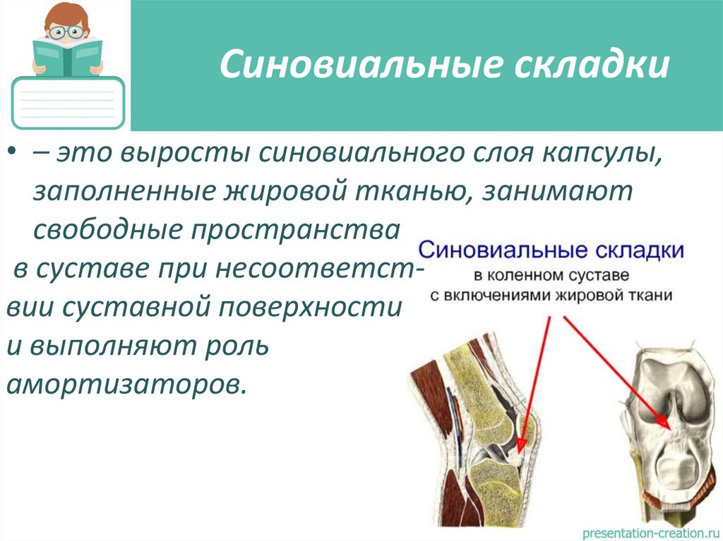 Синовиальные складки