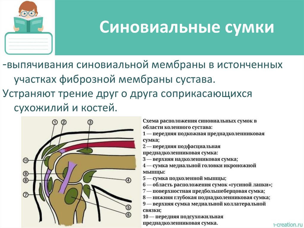 Синовиальные сумки