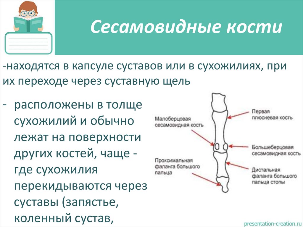 Сесамовидные кости