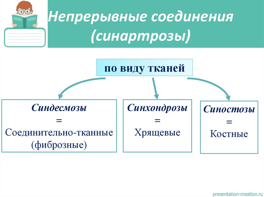 Непрерывные соединения (синартрозы)