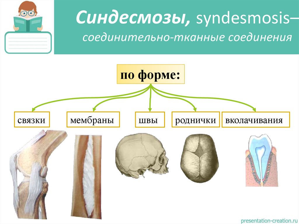 Синдесмозы, syndesmosis– соединительно-тканные соединения