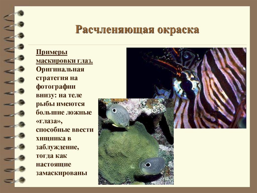 Расчленяющая окраска