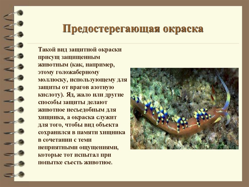 Предостерегающая окраска