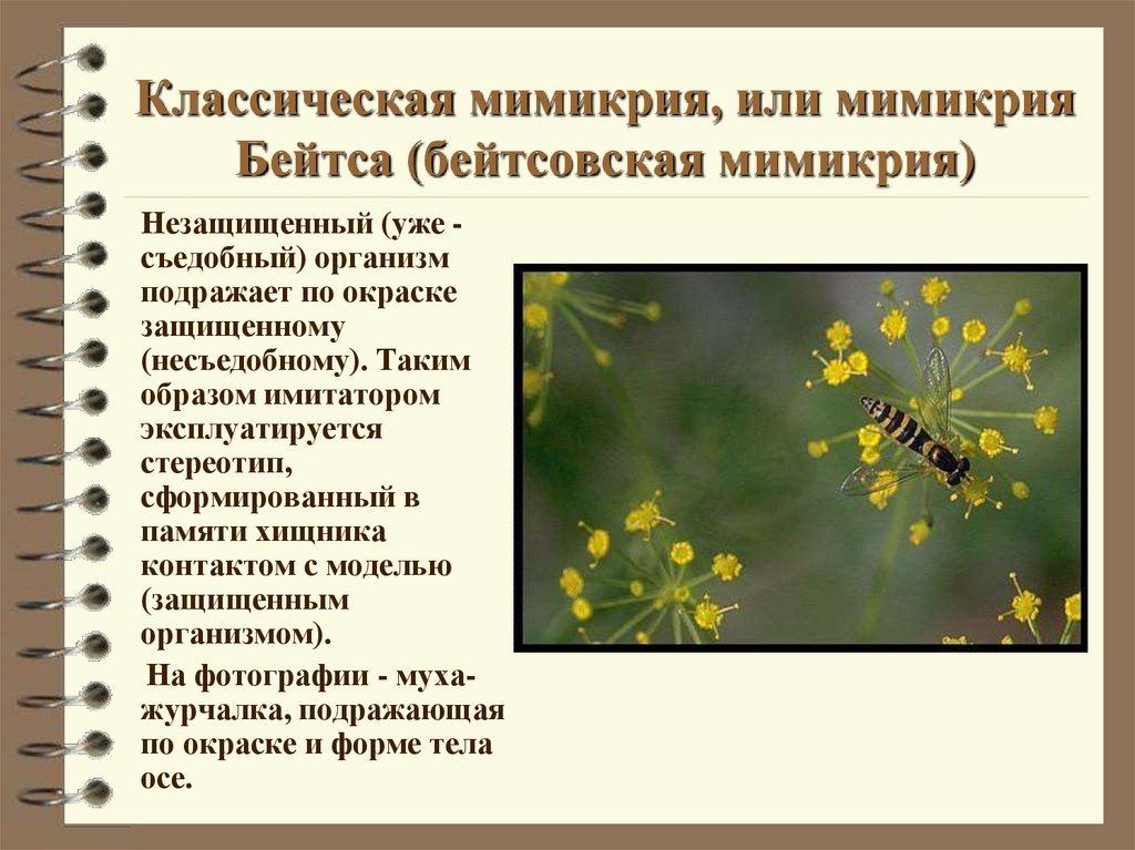 Классическая мимикрия, или мимикрия Бейтса (бейтсовская мимикрия)